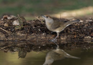 Park gölünde siyah başlık (Sylvia atricapilla)
