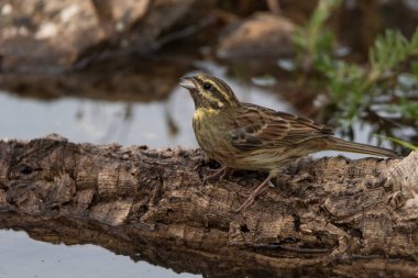 Ormanda Soteo Bunting (Emberiza Cirlus)