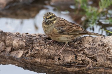 Ormanda Soteo Bunting (Emberiza Cirlus)