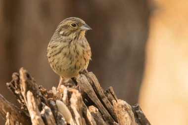 Ormanda Soteo Bunting (Emberiza Cirlus)