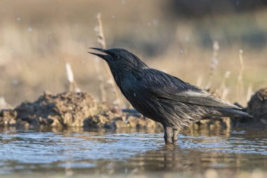 Siyah sığırcık orman göletinde (Sturnus unicolor)
