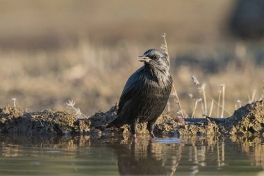 Siyah sığırcık orman göletinde (Sturnus unicolor)