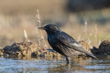 Siyah sığırcık orman göletinde (Sturnus unicolor)