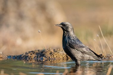 Ormanda siyah sığırcık. (Sturnus unicolor)