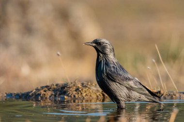 Ormanda siyah sığırcık. (Sturnus unicolor)