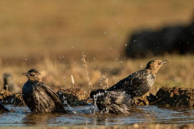 Gölette yıkanan siyah sığırcık sürüsü (Sturnus vulgaris)