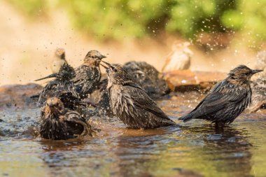 Gölette yıkanan siyah sığırcık sürüsü (Sturnus vulgaris)