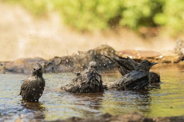 Gölette yıkanan siyah sığırcık sürüsü (Sturnus vulgaris)