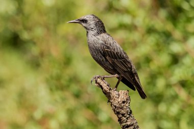 Ormanda yaygın sığırcık sürüsü (Sturnus vulgaris)