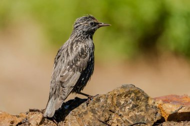 Ormanda siyah sığırcık. (Sturnus unicolor)