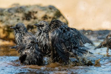 Gölette yıkanan siyah sığırcık sürüsü (Sturnus vulgaris)