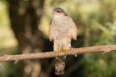 Yaygın atmaca bir dala tünemiştir (Accipiter nisus)