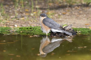 Suya yansıyan yaygın atmaca (Accipiter nisus)