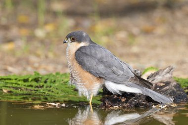 Suya yansıyan yaygın atmaca (Accipiter nisus)