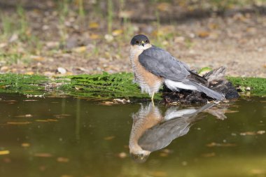 Suya yansıyan yaygın atmaca (Accipiter nisus)