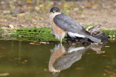 Suya yansıyan yaygın atmaca (Accipiter nisus)