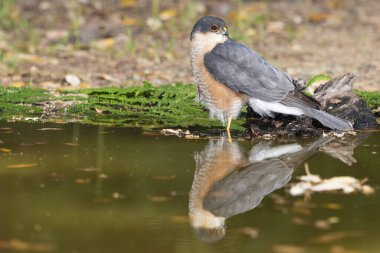 Suya yansıyan yaygın atmaca (Accipiter nisus)