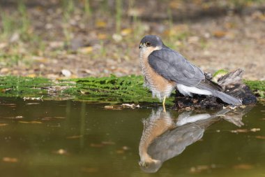 Suya yansıyan yaygın atmaca (Accipiter nisus)