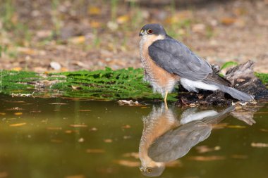 Suya yansıyan yaygın atmaca (Accipiter nisus)