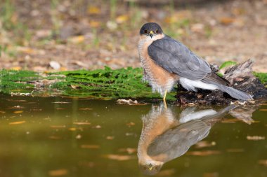 Suya yansıyan yaygın atmaca (Accipiter nisus)