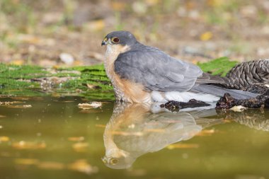 Suya yansıyan yaygın atmaca (Accipiter nisus)