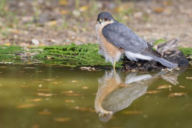 Suya yansıyan yaygın atmaca (Accipiter nisus)