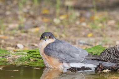 Orman göletinde yıkanan atmaca (Accipiter nisus)