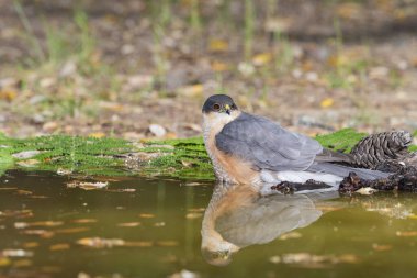 Suya yansıyan yaygın atmaca (Accipiter nisus)