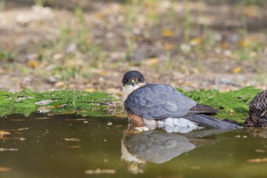 Suya yansıyan yaygın atmaca (Accipiter nisus)