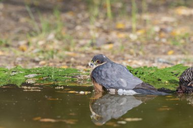 Suya yansıyan yaygın atmaca (Accipiter nisus)