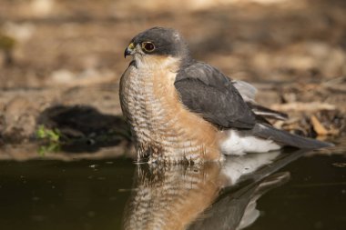 Orman göletinde yıkanan atmaca (Accipiter nisus)