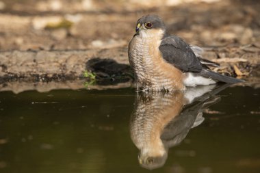 Orman göletinde yıkanan atmaca (Accipiter nisus)