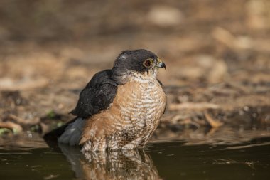 Orman göletinde yıkanan atmaca (Accipiter nisus)