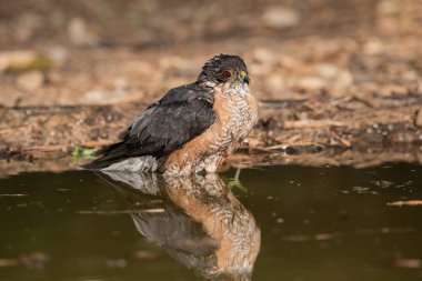 Orman göletinde yıkanan atmaca (Accipiter nisus)