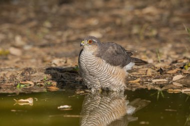 Ormanda yaygın atmaca (Accipiter nisus)