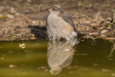 Ormanda yaygın atmaca (Accipiter nisus)