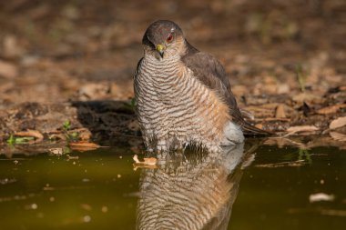 Orman göletinde yıkanan atmaca (Accipiter nisus)