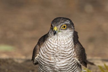 Genel Atmaca yakın plan portresi (Accipiter nisus)