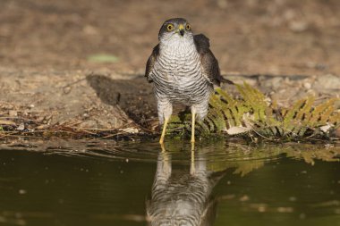 Orman göletinde yıkanan atmaca (Accipiter nisus)
