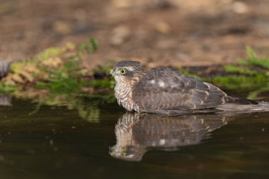 Orman göletinde yıkanan atmaca (Accipiter nisus)