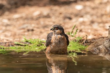 Orman göletinde yıkanan atmaca (Accipiter nisus)