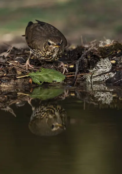 Ormanda ardıç kuşu içmek (Turdus philomelos)