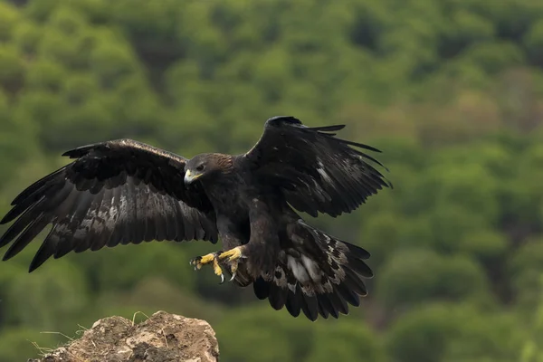 Female golden eagle landing on a large rock with wings open (Aquila chrysaetos)