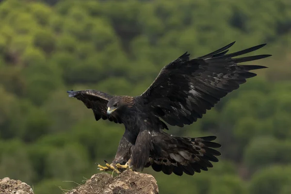 Female golden eagle landing on a large rock with wings open (Aquila chrysaetos)