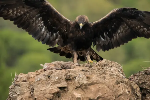 Dişi altın kartal tüneğe konuyor (Aquila chrysaetos)