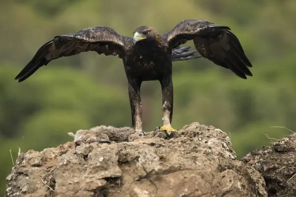 Female golden eagle landing on perch (Aquila chrysaetos)