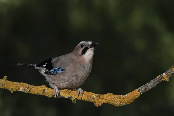 Avrasya kuşu bir dala tünedi (Garrulus glandarius)