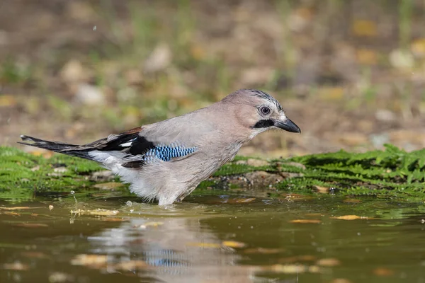 Gölette Avrasya alakargası (Garrulus glandarius)