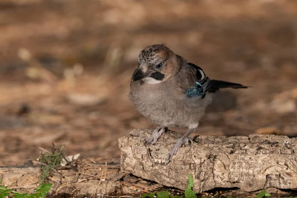 Ormanda Avrasyalı Jay (Garrulus glandarius)