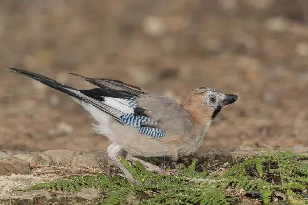 Ormanda Avrasyalı Jay (Garrulus glandarius)